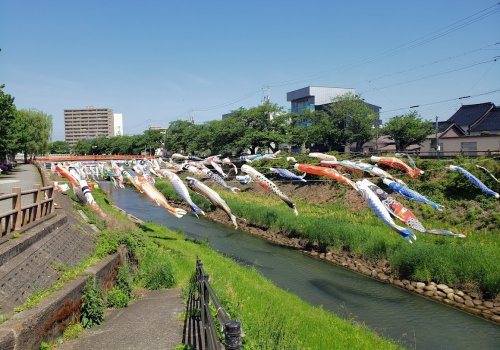 子どもの日恒例！鳥取市の袋川は一面の鯉のぼり!!
