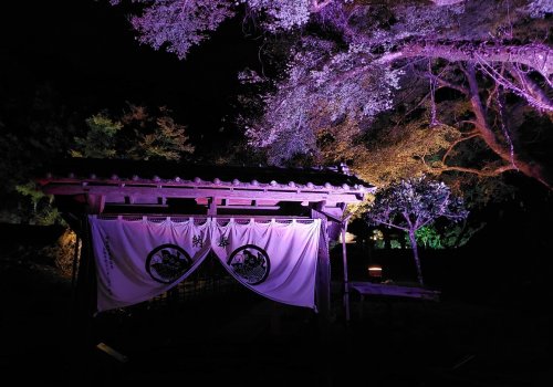 鳥取市にある池田家墓所の紅葉ライトアップが幻想的！