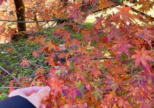 鳥取藩主 池田家墓所で絶景の紅葉を満喫！