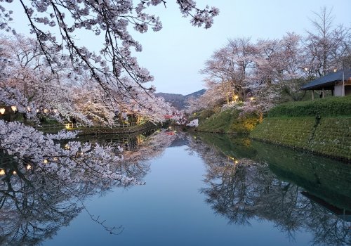鳥取市の名桜スポット、鹿野城跡の夜桜ライトアップに行ってきた‼