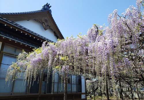 大山町にある住雲寺の藤の花がもうすぐ見頃!!